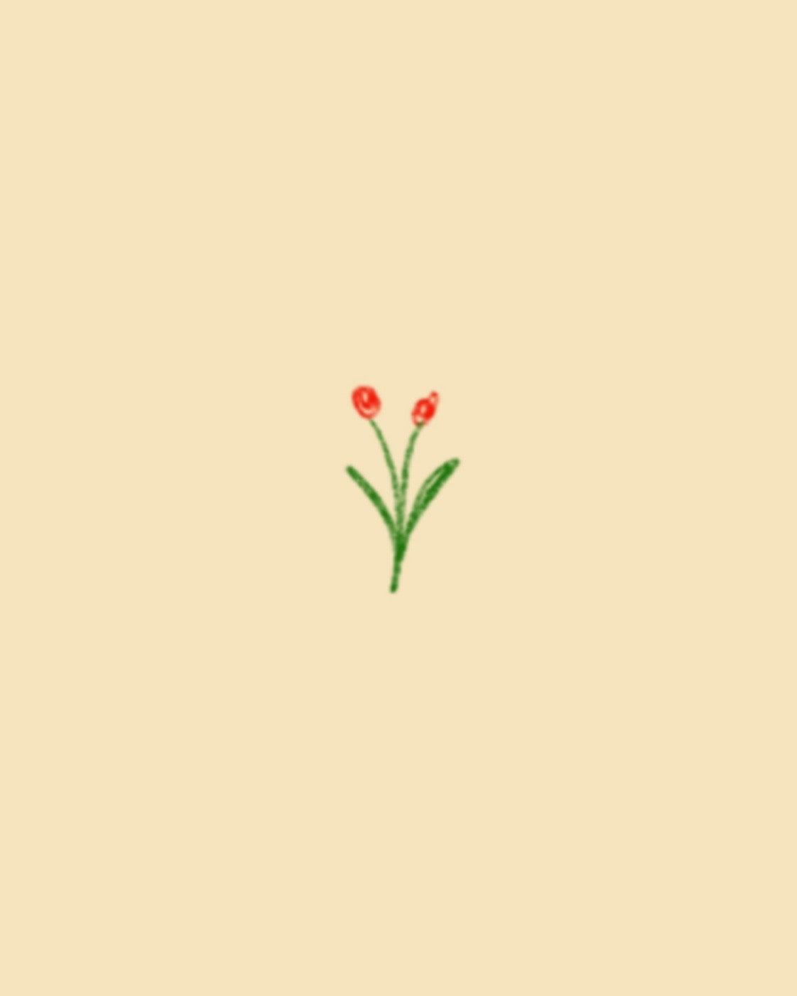 Red tulips