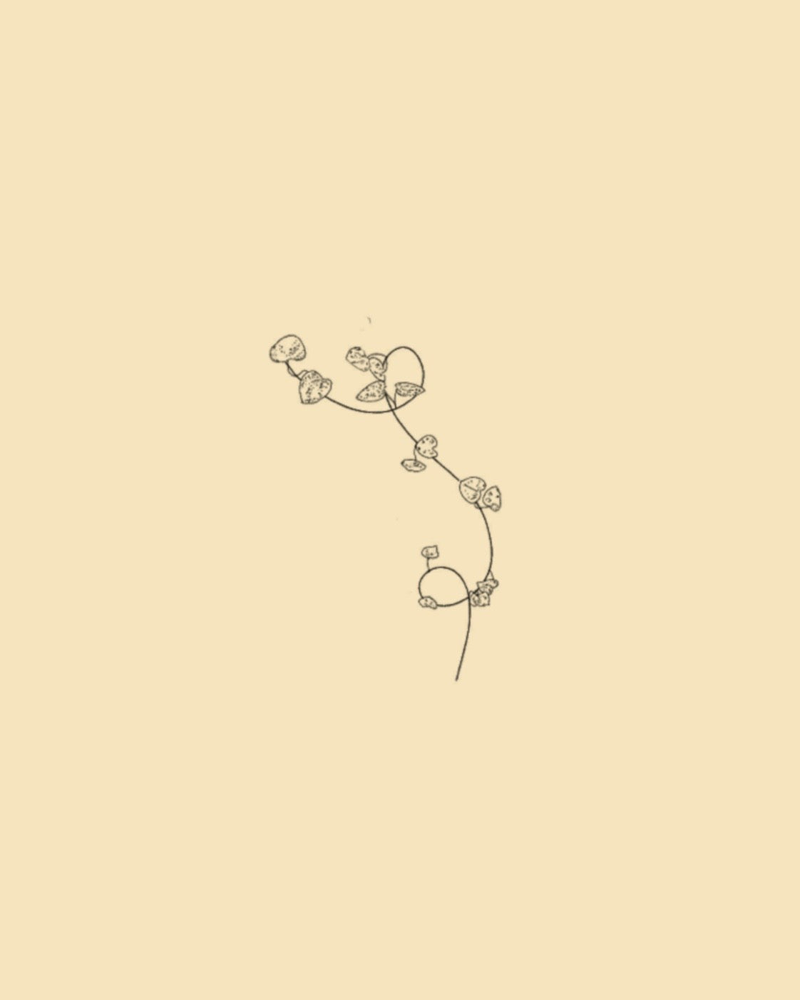 Vine