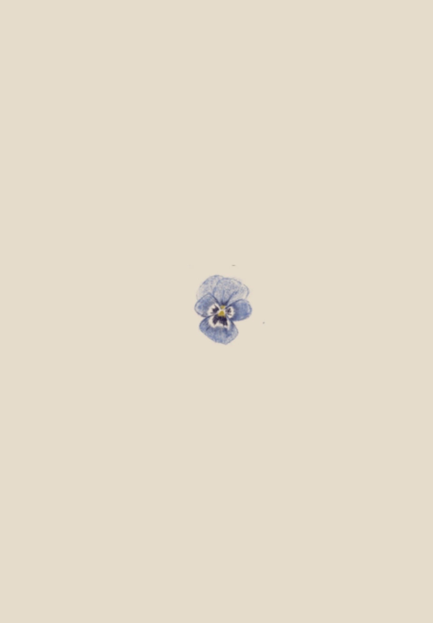Pansy