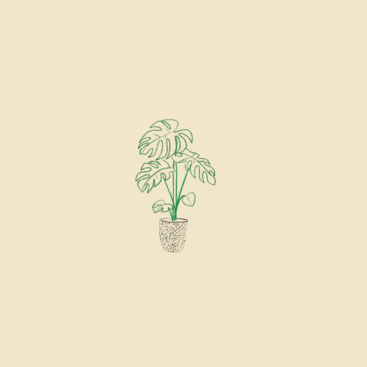 Monstera pot