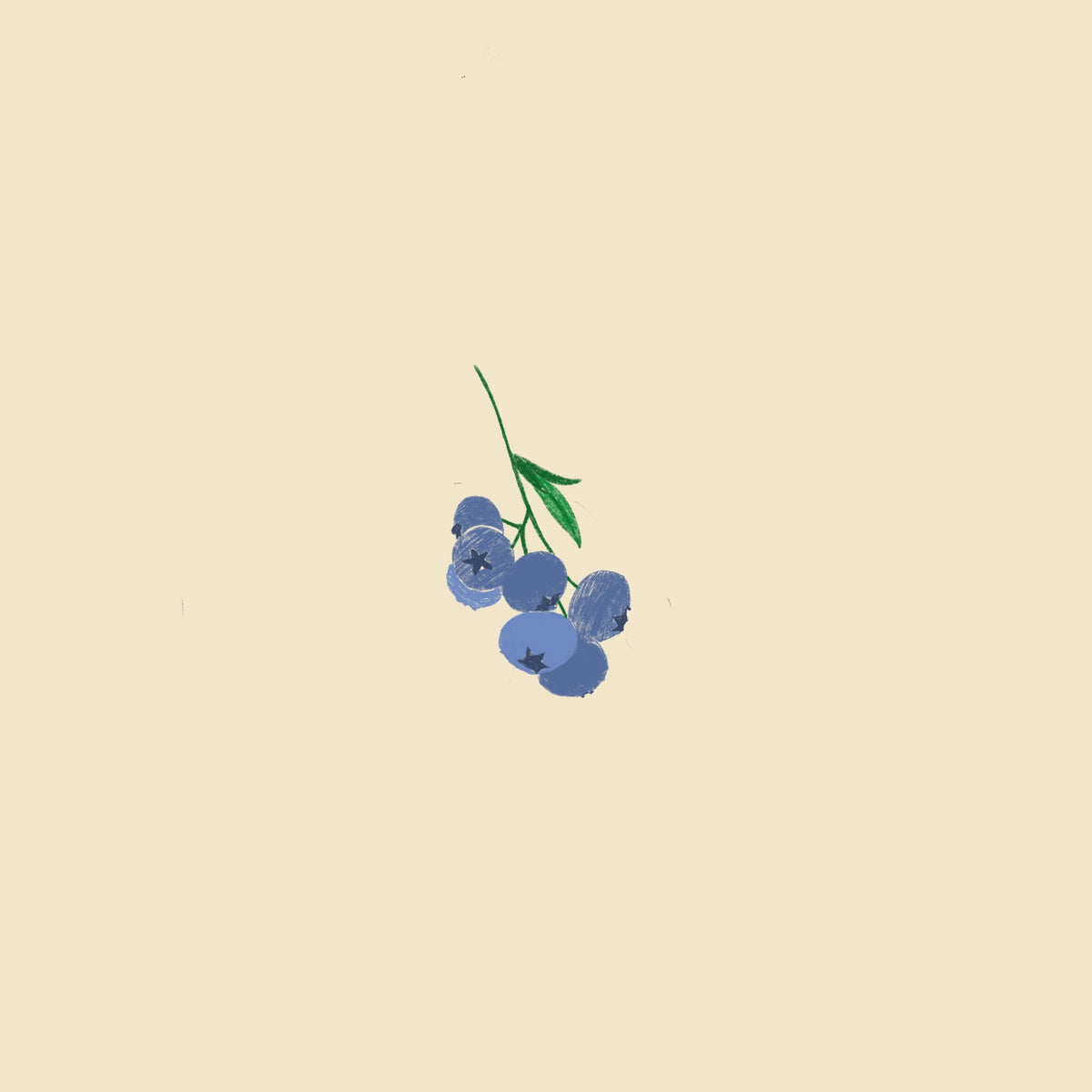 Bleuet