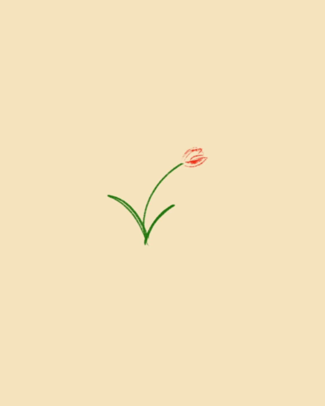 Tulip